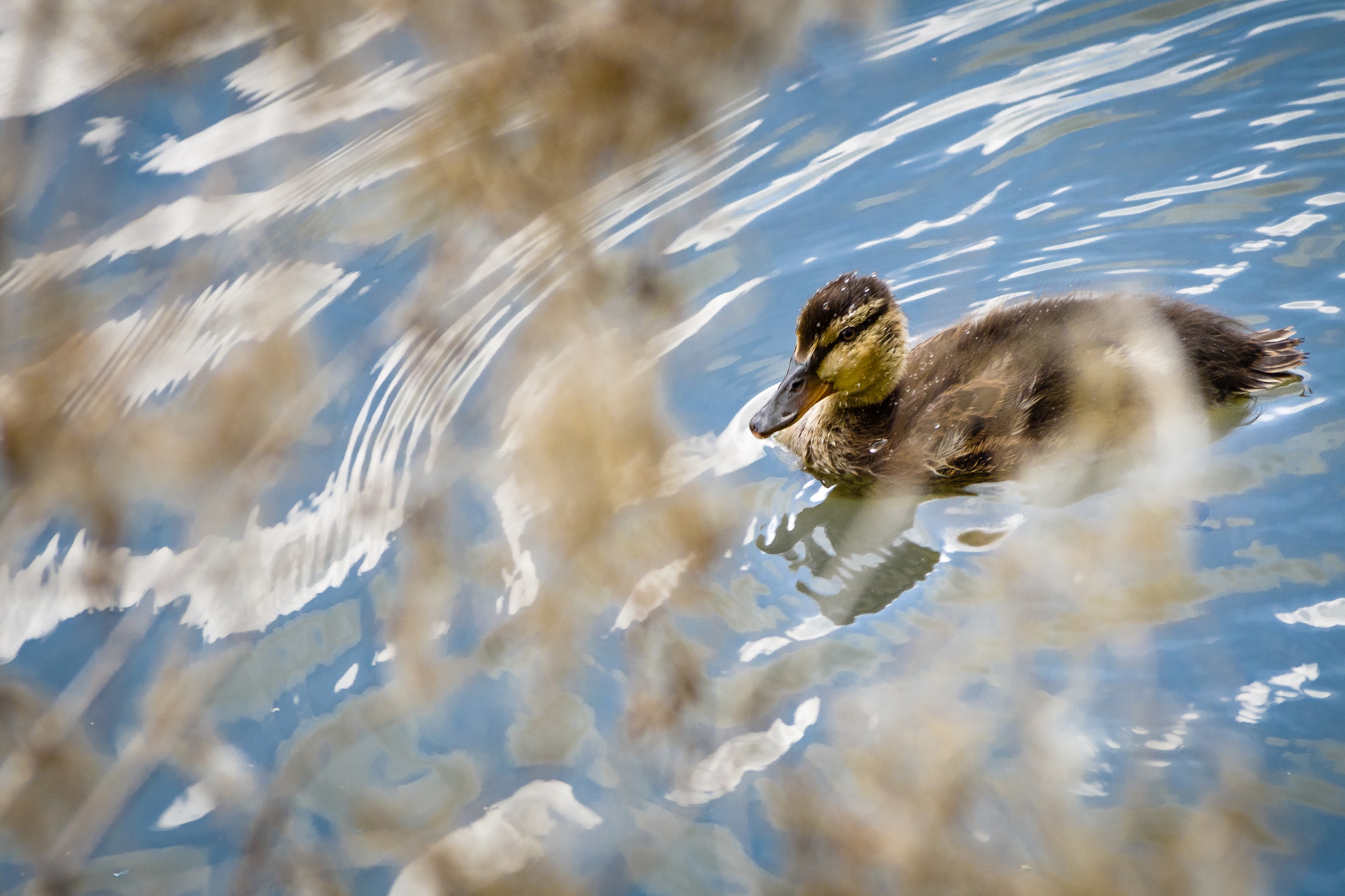 Duckling